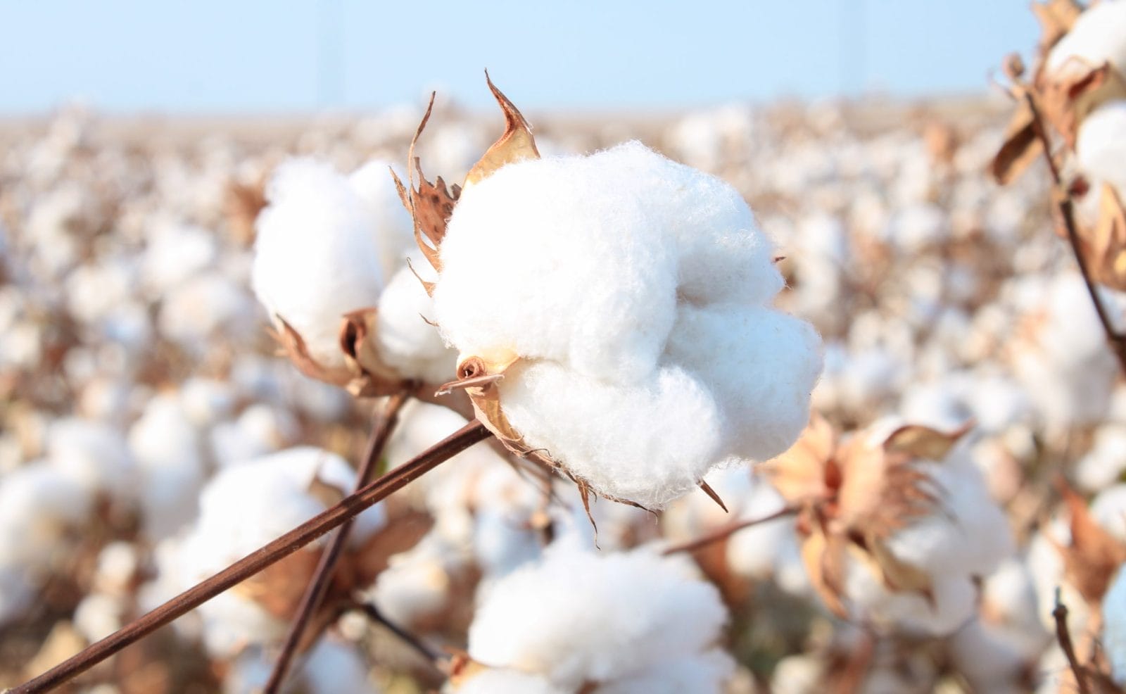 Cotton plant with fluffy white cotton bolls against a clear blue sky.