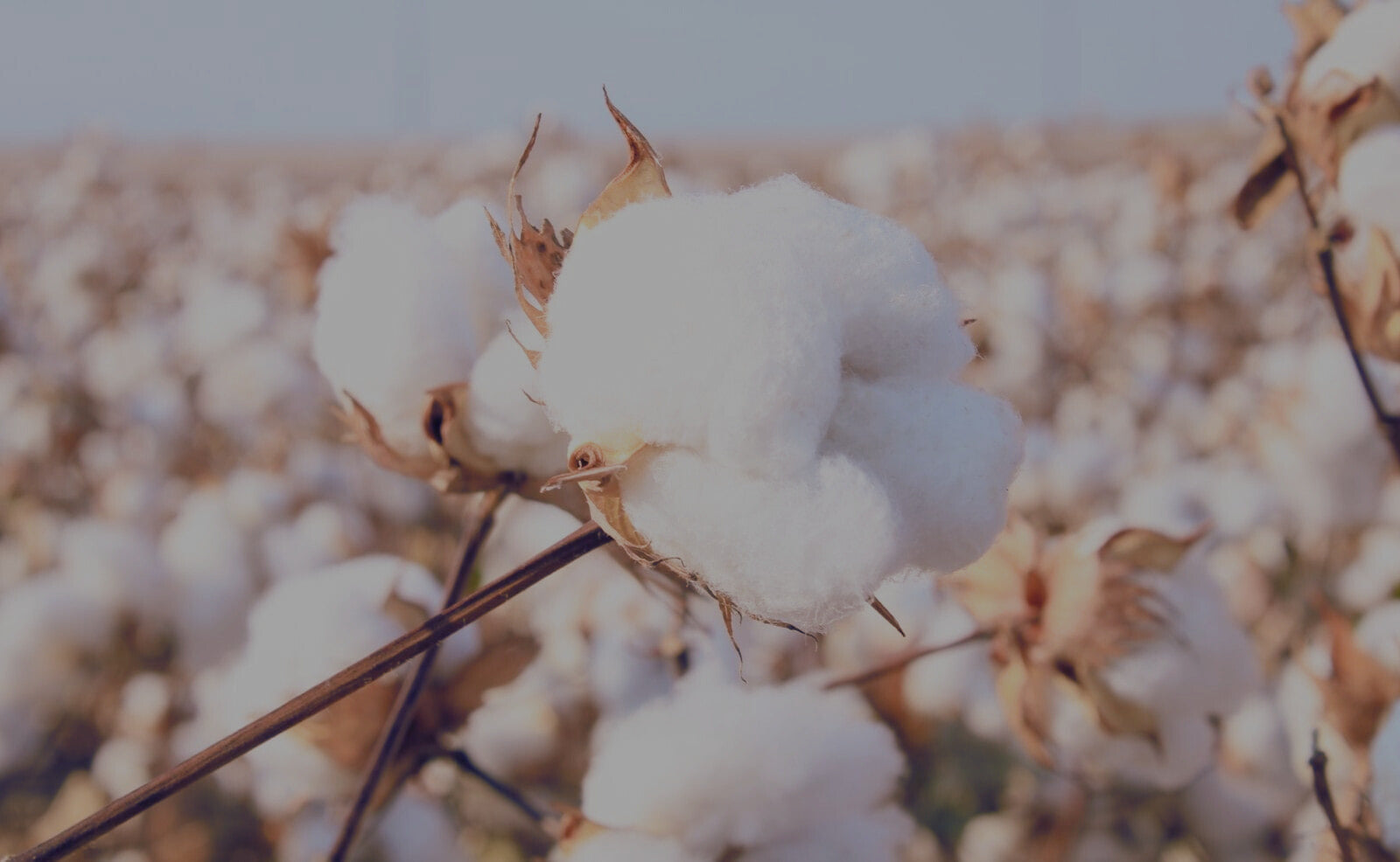 Close-up of cotton bolls in a field with a blurred background